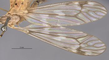 Media type: image;   Entomology 10296 Aspect: Wing front